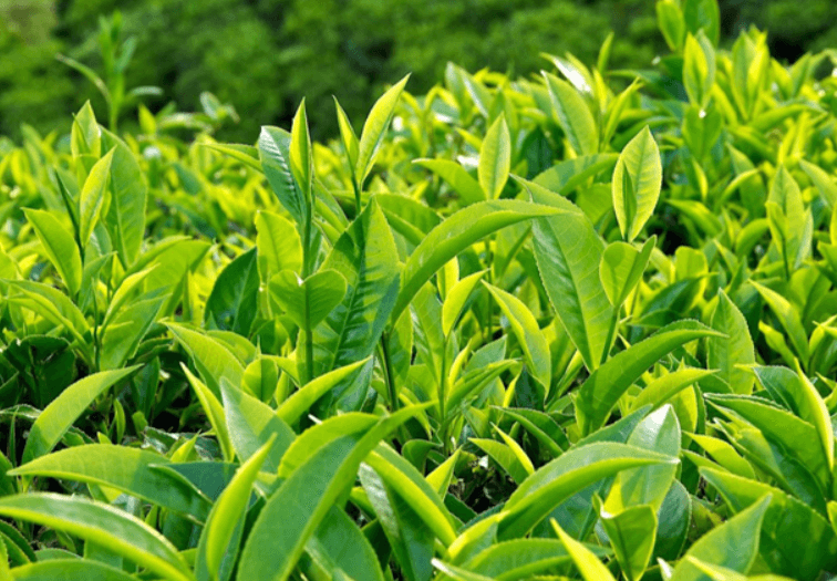 10 lời ích của trà xanh