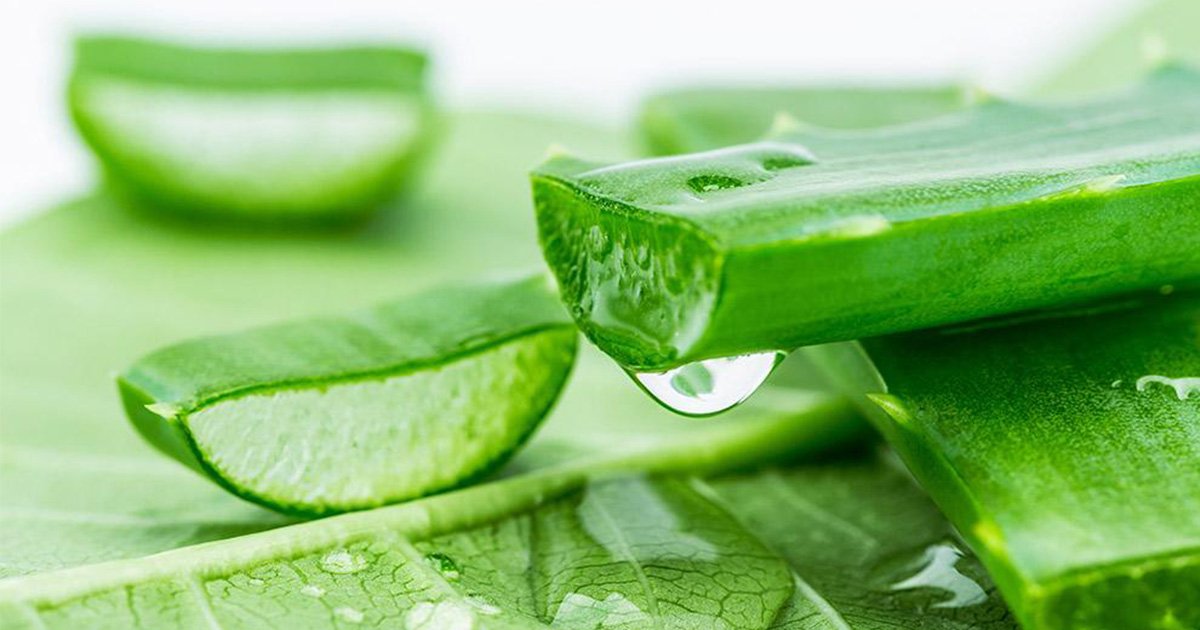 Cách làm kem dưỡng da bằng nha đam